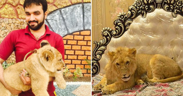 Gia đình Pakistan nuôi sư tử như thú cưng, mặc cho hàng xóm e ngại vẫn khẳng định "nó không cắn đâu"