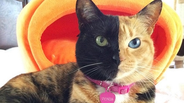 Cô mèo có khuôn mặt nửa đen, nửa cam bỗng chốc trở thành ngôi sao