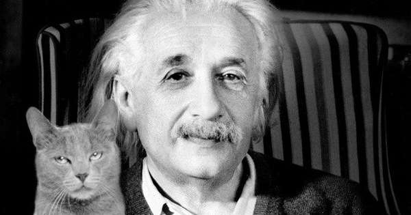 Người nuôi mèo thông minh hơn, nhưng người nuôi chó lại dễ tồn tại trong xã hội và đây là lý do