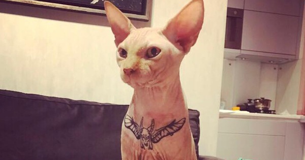 Tiêm thuốc mê cho mèo bất tỉnh rồi đè ra xăm hình, cô gái bị dư luận ném đá