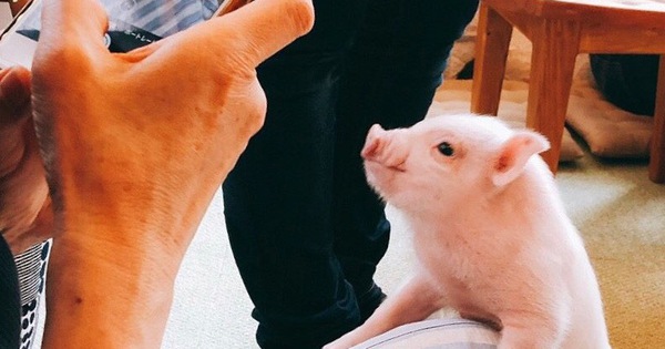Cà phê chó, mèo thì thấy nhiều rồi. Bạn muốn mới lạ? Chào mừng bạn đến quán cà phê... heo có 1-0-2 ở Nhật Bản!