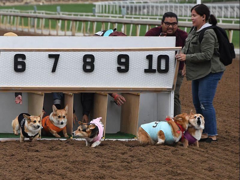 Cuộc đua dễ thương của dàn thú cưng ở California