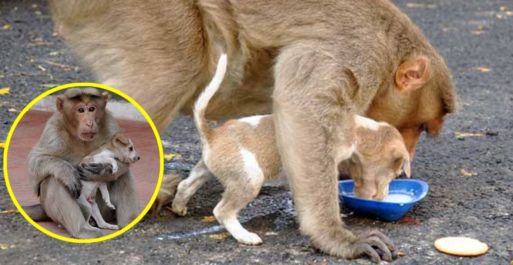 Cảm động khỉ mẹ mất con nhận nuôi chú chó nhỏ, còn nhường cho nó ăn trước