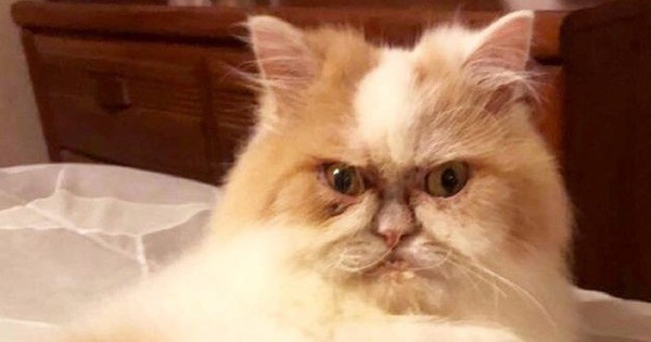 Mặt mũi lúc nào cũng "khó ở", chú mèo Ba Tư được dân mạng thích thú tôn làm Grumpy Cat thế hệ mới
