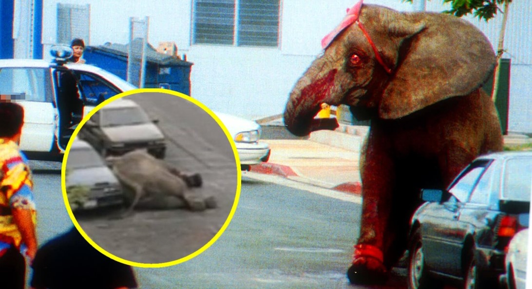 Câu chuyện bi kịch về chú voi bỏ chạy khỏi rạp xiếc, gục chết vì bị bắn 87 phát đạn