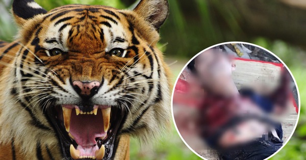 Nam thanh niên bị hổ cắn đứt lìa 2 tay trong khu du lịch sinh thái ở Bình Dương