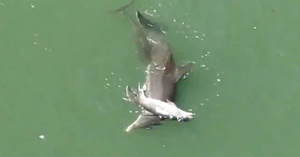 Cá heo ôm xác con đẩy lên mặt nước trong tuyệt vọng: Câu chuyện buồn chứng minh tình mẫu tử ở động vật là có thật
