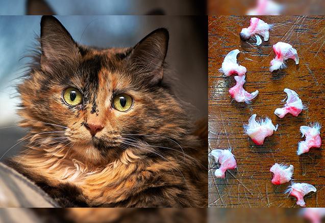 Dự luật biến New York thành tiểu bang đầu tiên cấm rút móng mèo: Vậy ra bấy lâu nay con người đã đối xử với chúng tàn bạo quá