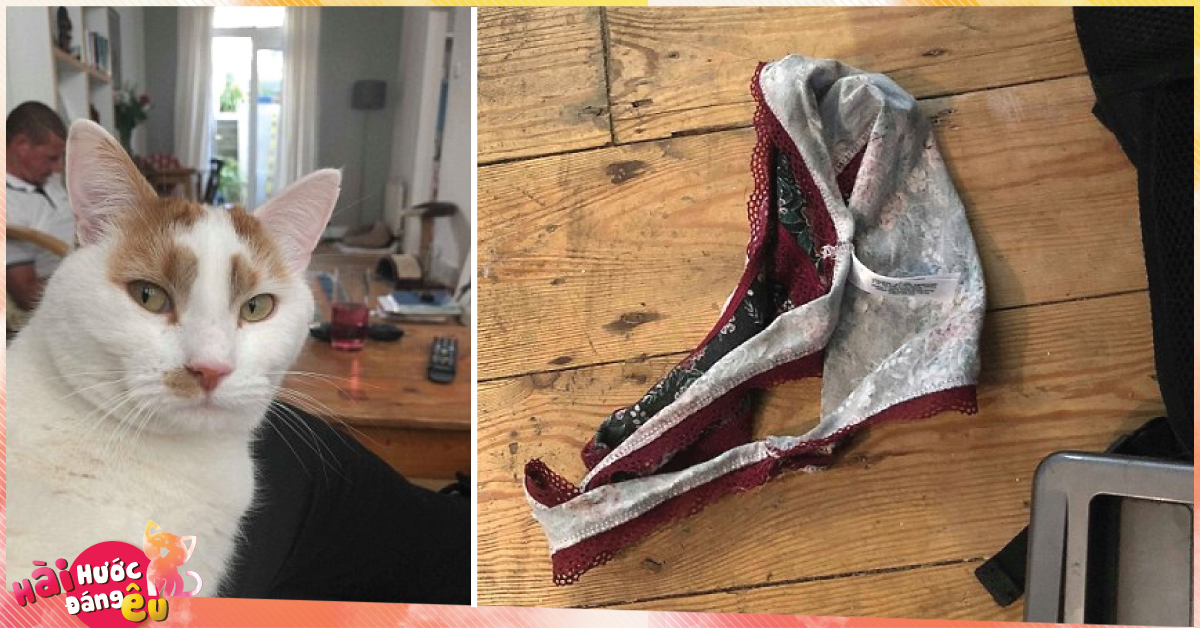 Chú mèo chuyên đi dòm trộm vào nhà người khác, canh me để trộm đồ lót về nhà…tặng chủ