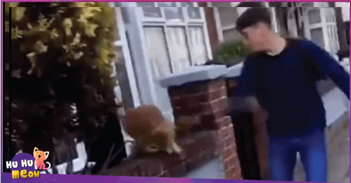 Một học sinh 15 tuổi bị cảnh sát bắt giữ vì tội đấm vào mặt mèo rồi cười khoái chí