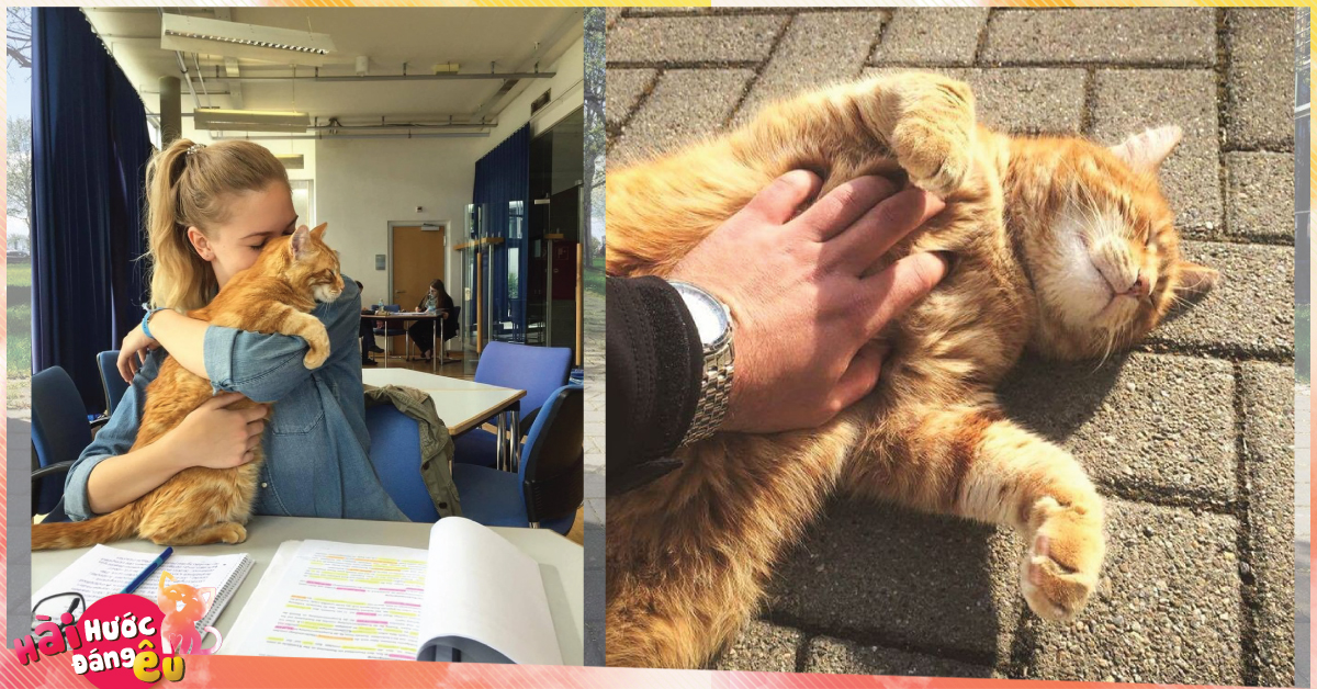 Không ăn ngủ và phá rối như con Bubba, chú mèo này tới trường để giúp xoa dịu tinh thần, xả stress cho sinh viên