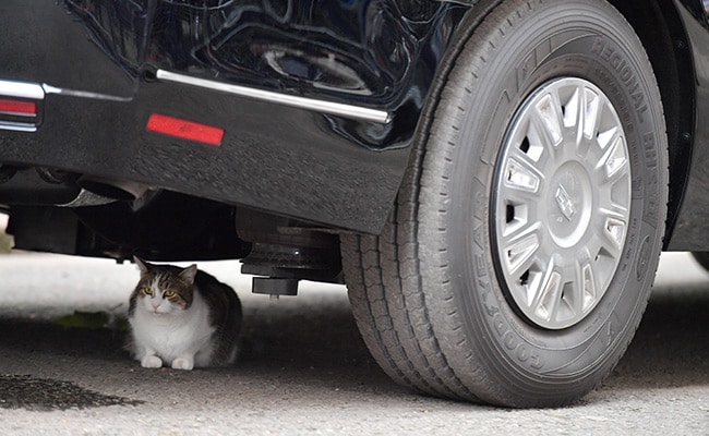 Con mèo mập địt Larry cản trở chuyến thăm của Tổng thống Trump bằng cách ngủ banh mắt dưới gầm xe của ổng