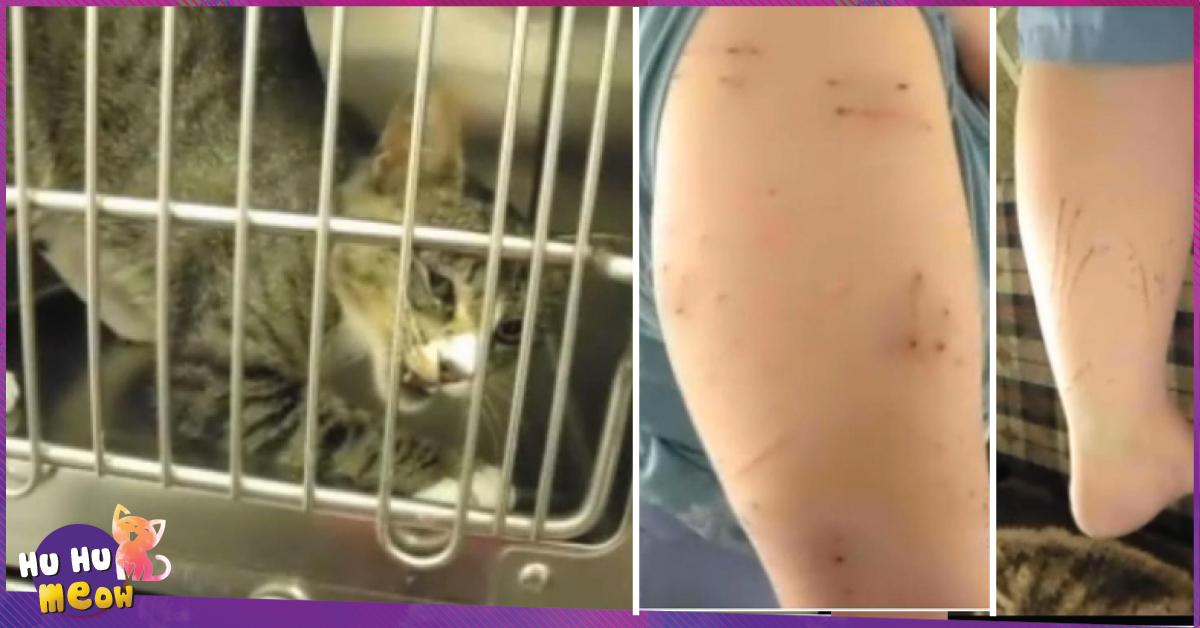 Một chú mèo đã cắn xé cào cấu người chủ của mình vì không cho nó ra ngoài rượt trai