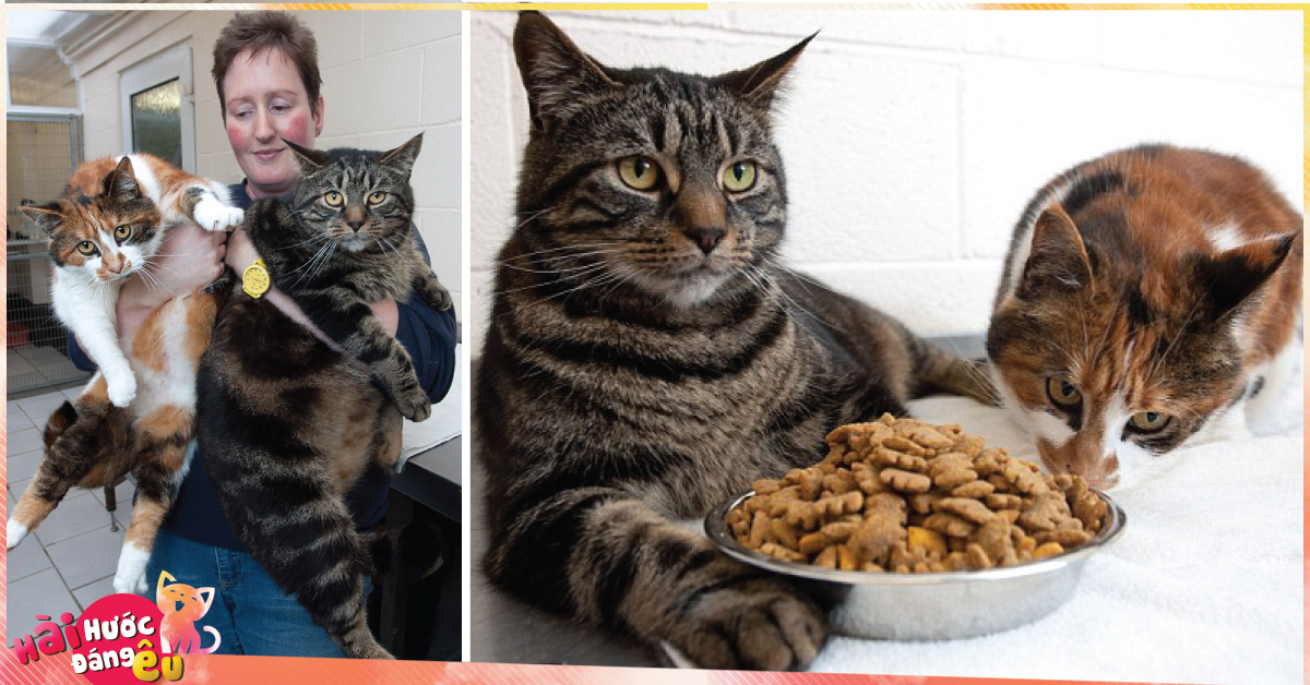 Bị bỏ đói suốt 4 tuần, 2 chú mèo đã may mắn sống sót nhờ lượng MỠ dư trong người