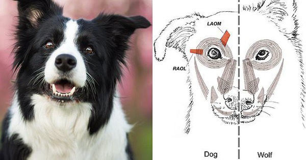 Bạn có biết vì sao mình yêu chó không? Vì chúng cố tình khiến bạn cảm thấy như vậy đó