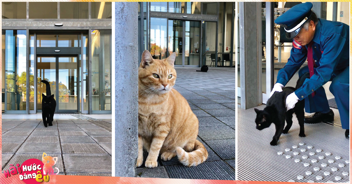 2 con mèo tìm mọi cách lẻn vào viện bảo tàng trong suốt 2 năm chỉ vì mê…