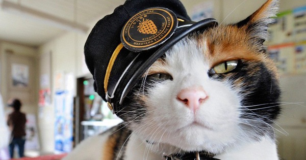 Tama số đỏ: từ việc lang thang trên đường phố, chú mèo này đã trở thành biểu tượng của Nhật Bản