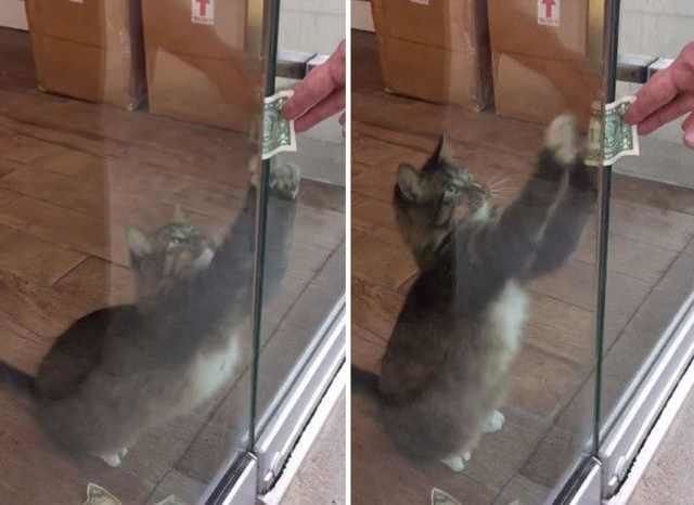 Nhận nuôi chú mèo hoang, người đàn ông liên tiếp thấy tiền trước cửa nhà, tự dưng muốn nuôi mèo quá!