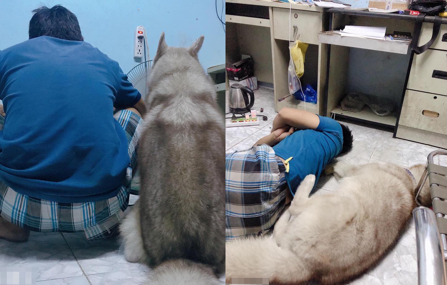 Cô vợ bất lực nhìn chồng cưng nựng chú chó Husky hơn cả mình