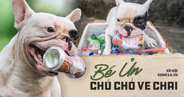 Đây là gia tài "siêu to khổng lồ" của Ủn - Chú chó thích đi nhặt ve chai ở Hà Nội