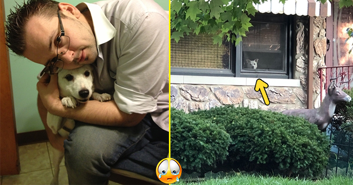 Câu chuyện cảm động về chú chó đứng chờ chủ ở cửa suốt 11 năm ròng, cho đến một ngày nó bỏ cuộc