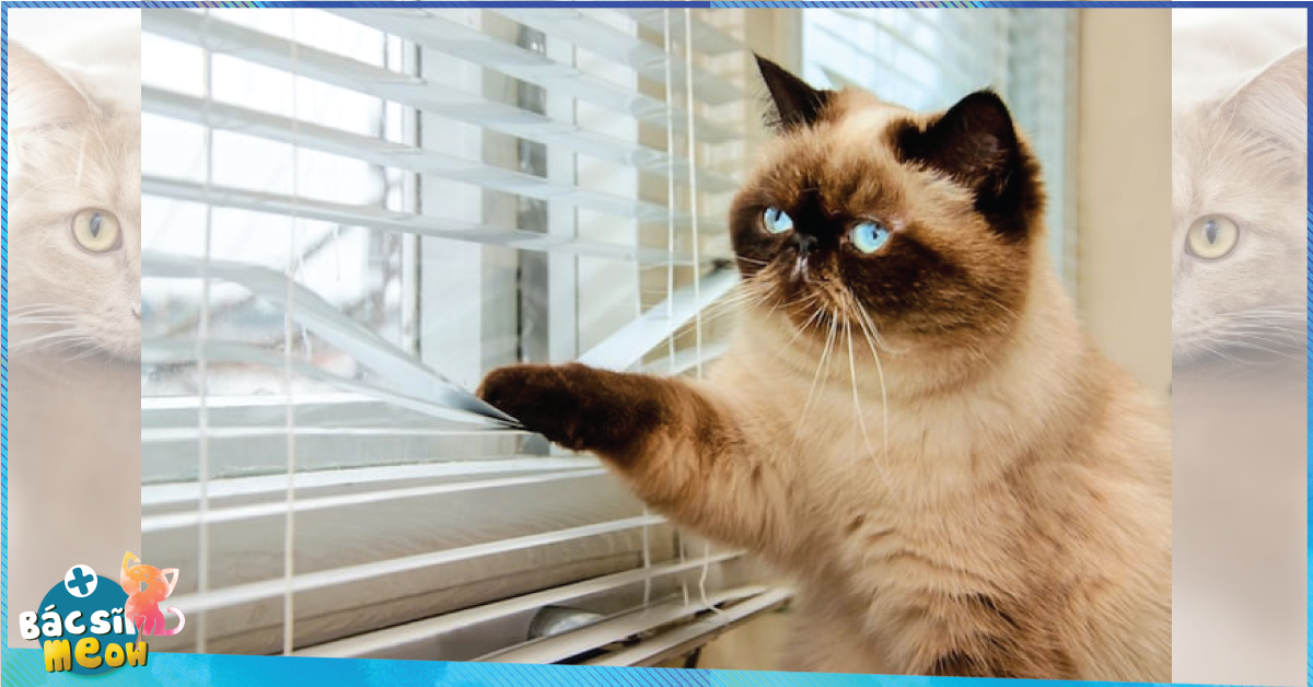 Lũ mèo sẽ cảm thấy bị bỏ rơi nếu bạn ra khỏi nhà mà không nói gì với chúng