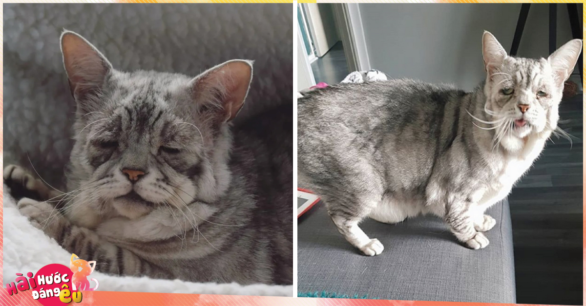 Mắc hội chứng Ehlers-Danlos ở người, chú mèo này già trước tuổi với bộ da nhăn nheo, chảy xệ