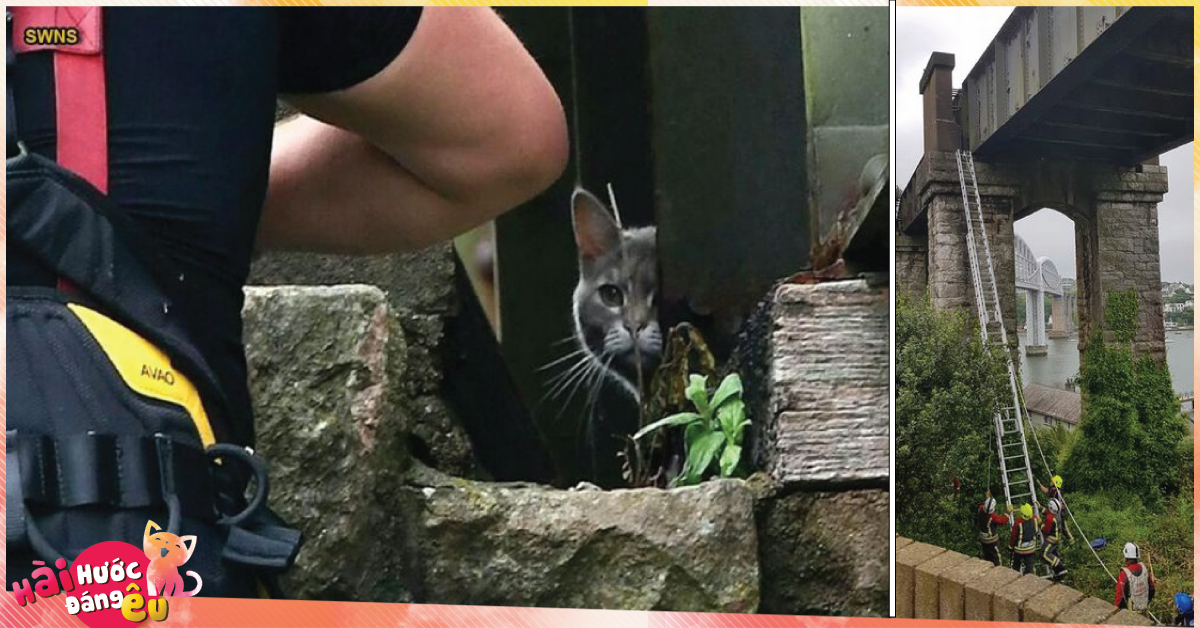 Lính cứu hỏa dành 5 tiếng và 174 tr để cứu 1 con mèo mắc kẹt trên cầu, nhưng nó lại từ chối và ở trển