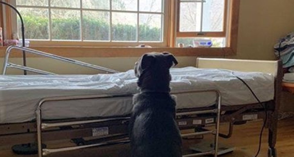 Xót xa hình ảnh chú chó ngồi bên giường bệnh, mắt rầu rĩ nhìn ra cửa sổ chờ người chủ quá cố
