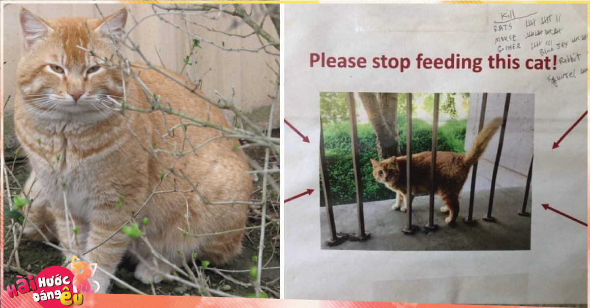 Con mèo này mập địt tới nỗi người ta phải dán áp phích cầu xin mọi người đừng cho nó ăn nữa