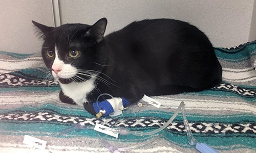 Suýt chết vì bị chủ nhân quay trong máy giặt 35 phút, con mèo số nhọ được cả MXH mệnh danh là 'sạch nhất thế giới'