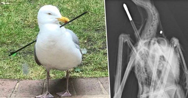 Chú hải âu đáng thương bị mũi tên bắn xuyên người nhưng ảnh chụp X quang còn tiết lộ điều đáng buồn hơn