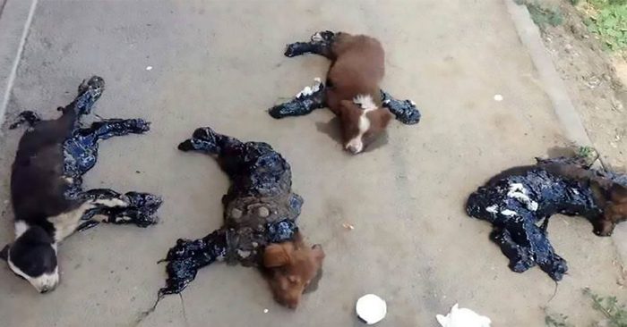 4 chú chó con rên rỉ cầu cứu sau khi bị kẻ xấu nhúng vào thùng nhựa nóng rồi bỏ mặc bên đường