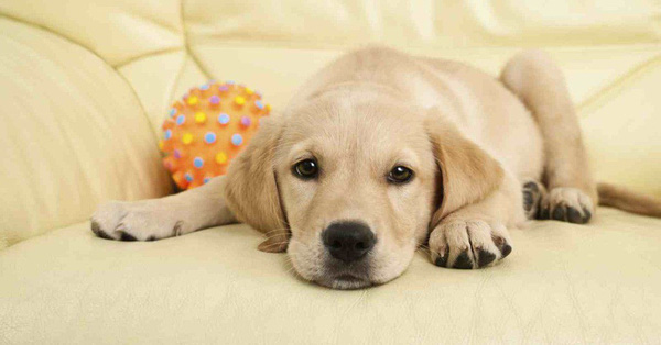 Bạn có biết: Nỗi đau mất đi thú cưng to lớn chẳng kém gì nỗi đau mất đi người thân