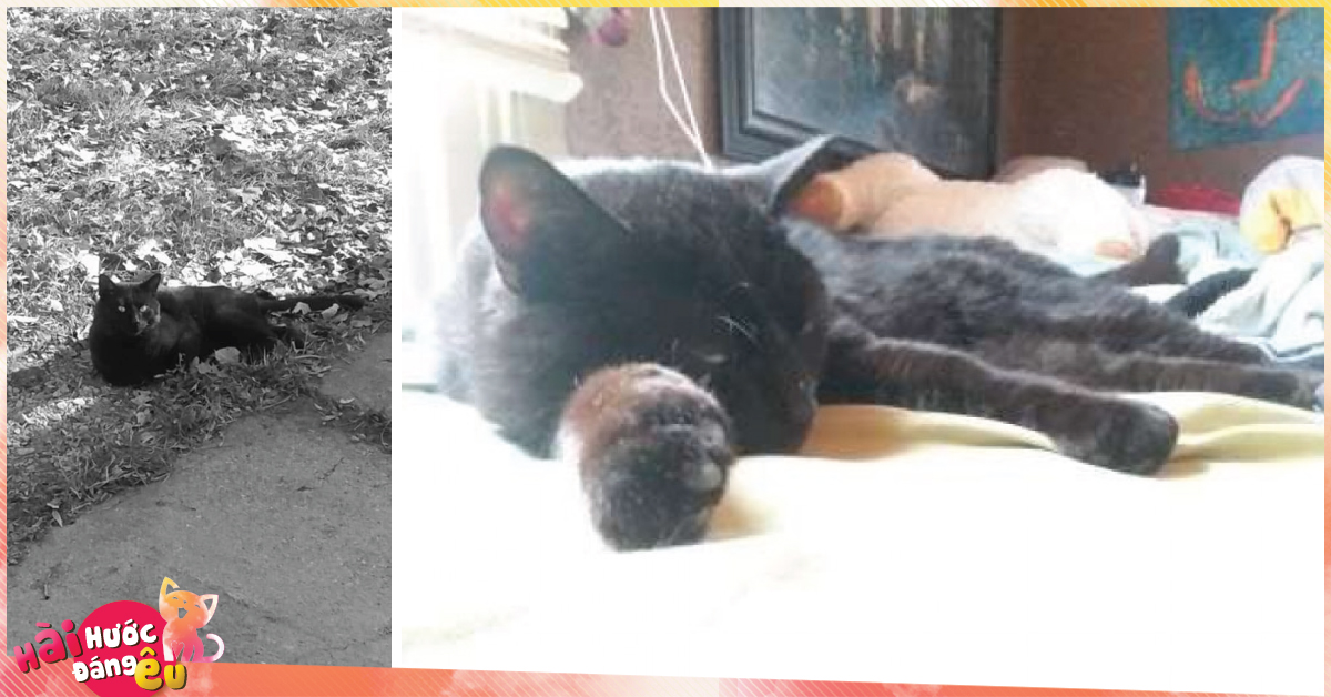 Chú mèo đột nhiên xuất hiện sau khi người chủ khóc lóc làm đám tang đã đời cho nó