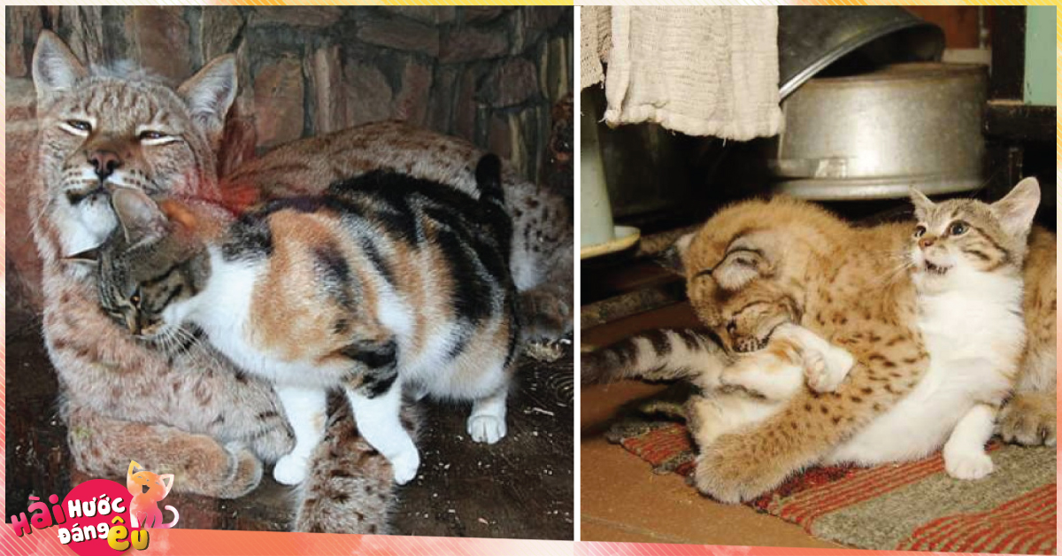 Quá chán cuộc sống đường phố, con mèo béo ú này đã đột nhập vào chuồng linh miêu và ăn ngủ tại đây