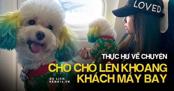 Dân mạng chia phe tranh cãi "nảy lửa" với câu chuyện mang thú cưng lên máy bay của cô bạn đến từ Sài Gòn