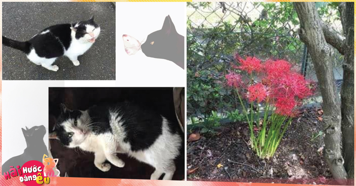 Nơi chú mèo này chết mọc lên khóm hoa bỉ ngạn – loài hoa của sự bi thương