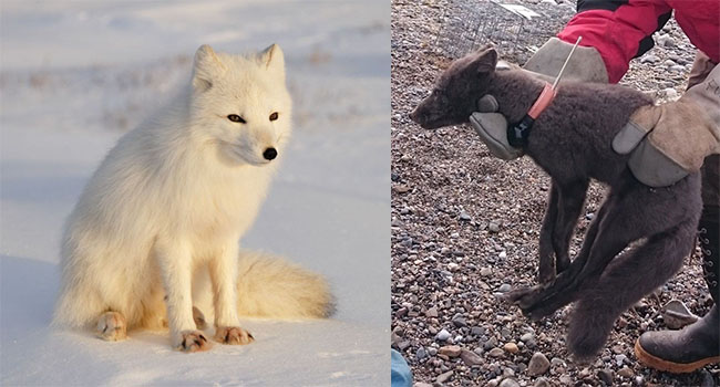 Cáo tuyết Bắc Cực lang thang hơn 4.000 cây số từ Na-Uy sang tận Canada: “cháy nắng” Lông từ trắng thành xám đen
