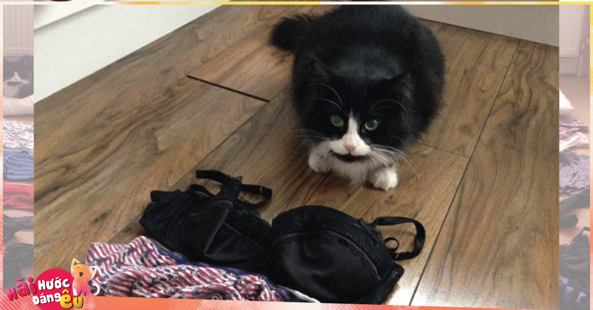 Thay vì bắt chuột, chú mèo này lại có cả bộ sưu tập đồ lót do chính mình tự trộm cắp đem về