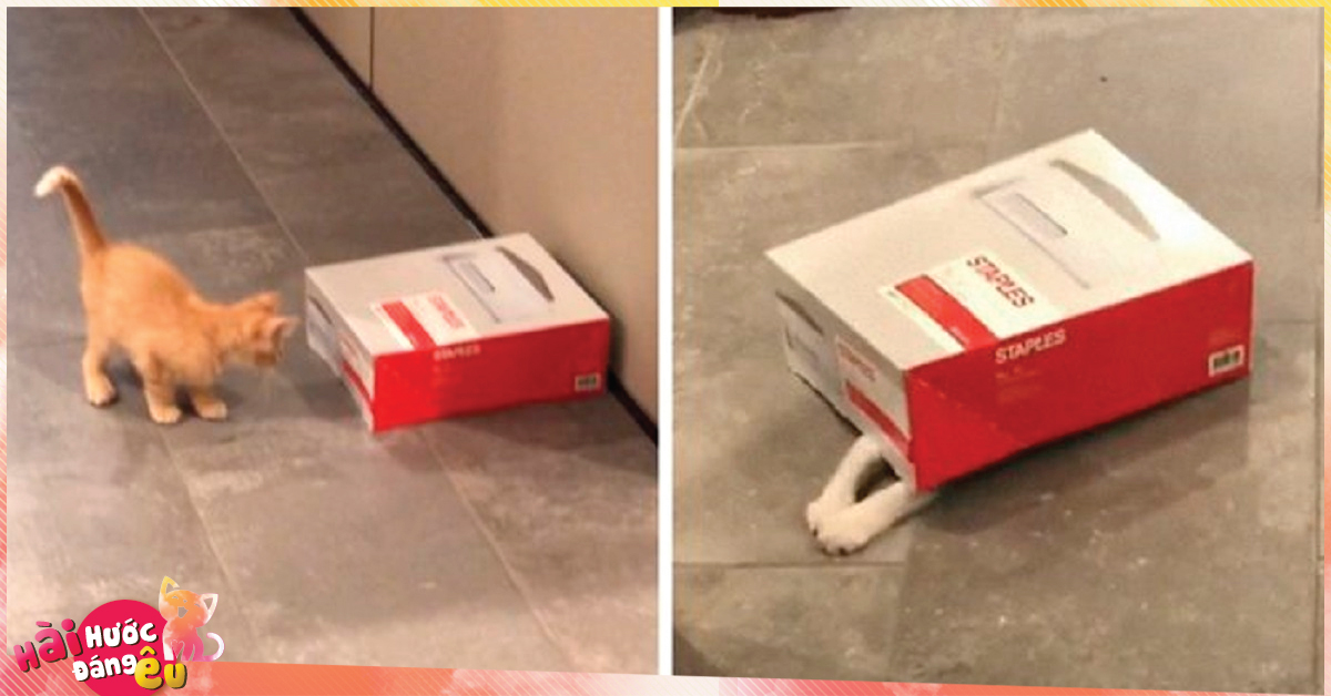 1 công ty thuê 2 chú mèo về làm việc (bao ăn ở) để thúc đẩy tinh thần làm việc của nhân viên