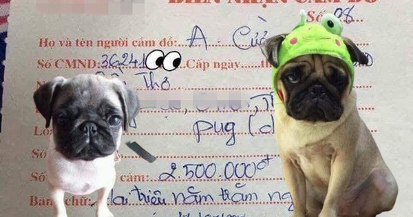 Cám cảnh con boss bị sen mang đi cầm cố cả năm chưa chuộc, chủ tiệm than trời vì "cung phụng" quá tốn kém