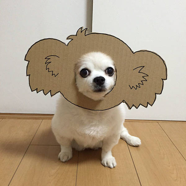 Chú chó cosplay bằng bìa các tông khiến cộng đồng mạng như tan chảy vì ...