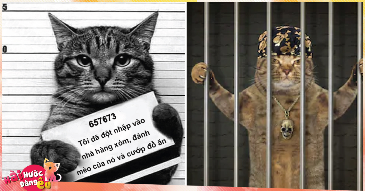 Những con mèo phải vào tù bóc lịch vì tội côn đồ, gian tế và lấy mỡ đè người