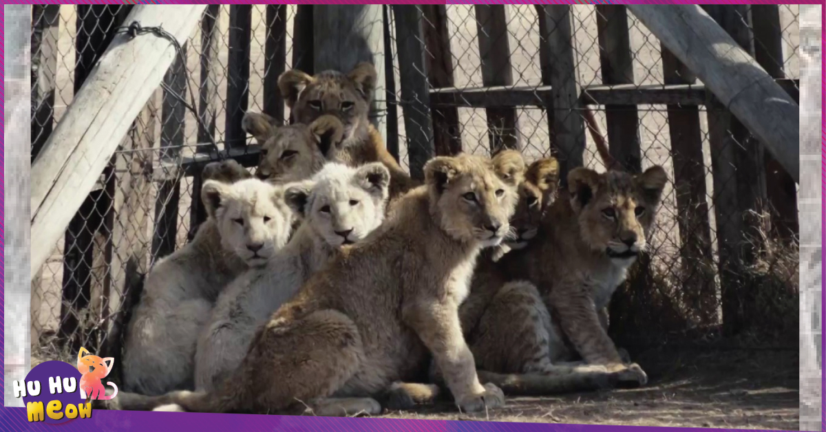 Sư tử ở Nam Phi được nhân giống để giết làm thuốc bán sang Trung Quốc hoặc phục vụ thú vui săn bắn