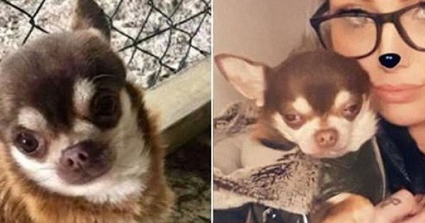 Người phụ nữ đau khổ kể chuyện tận mắt nhìn hải âu khổng lồ tha chó cưng chihuahua đi ngay trong sân nhà