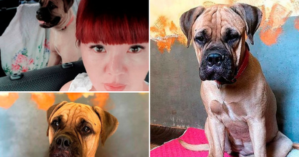 Bị chủ vô tâm bỏ rơi, chú chó vẫn trung thành vượt 200km tìm đường trở về trong nước mắt