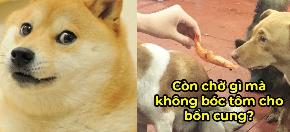 CĐM cười lăn lộn với 2 chú chó “xin ăn cao cấp”: “Tôm phải bóc vỏ mới ăn”