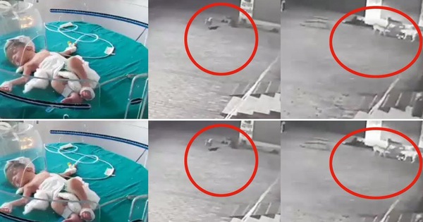 Cảm động cảnh đàn chó hoang giải cứu bé sơ sinh bị ném xuống cống