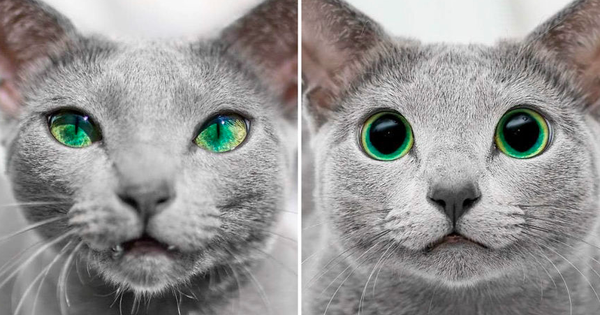 Cặp mèo Nga nổi đình đám trên Instagram nhờ sở hữu đôi mắt xanh lục siêu lạ hút hồn người khác